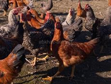 Домашние куры 