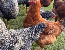 Домашние куры 