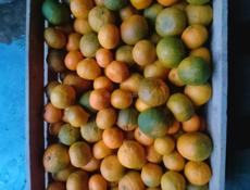 Брадаю мандарины 