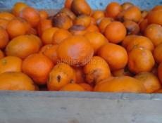 Брадаю мандарины 