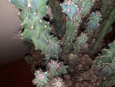 Продам Кактус Цереус