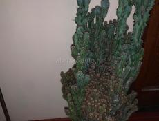 Продам Кактус Цереус