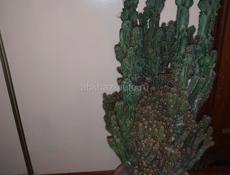 Продам Кактус Цереус