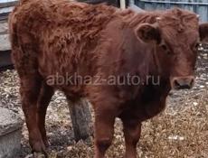 Срочно продается бычок