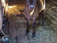 Продается корова с теленком 