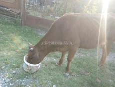 Продается корова с теленком 