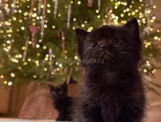 В добрые руки