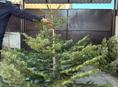 Елки красивые пышные ,много выбора 
