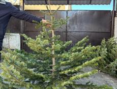 Елки красивые пышные ,много выбора 