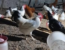 Домашние куры и петухи 