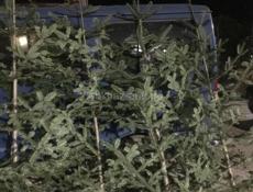 ЕЛКИ в продаже цены разные связь ватсап есть! Отдадим оптом дешевле в количестве 30 штук