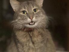 Отдам кота в добрые руки!