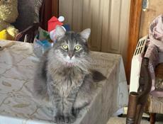 Отдам кота в добрые руки!