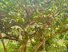 БЕЛЬЭТАЖНЫЙ ДОМ В СУХУМЕ НА МАЯКЕ ЗА 3,7 млн.₽