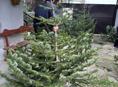 Елки красивые пышные большой выбор 