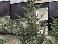 Елки красивые пышные большой выбор 