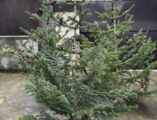 Елки красивые пышные большой выбор 