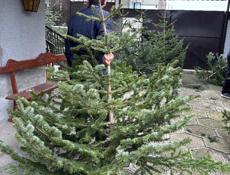 Елки красивые пышные большой выбор 