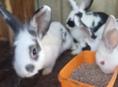 Продаю 5 кроликов 2т р 1 штука