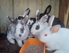 Продаю 5 кроликов 2т р 1 штука