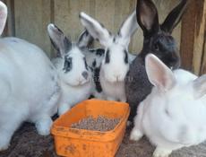 Продаю 5 кроликов 2т р 1 штука