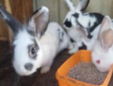 Продаю 5 кроликов 2т р 1 штука