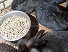 Продаю 6 кроликов 