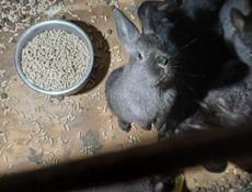 Продаю 6 кроликов 