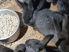 Продаю 6 кроликов 