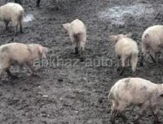 Поросята продаються 3000
