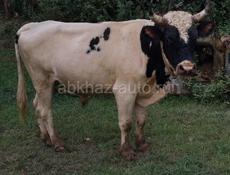 Говядина Бычок  на Новый Год