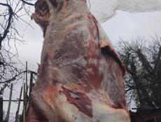 Говядина Бычок  на Новый Год