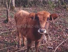 Продам тёлку цена договор