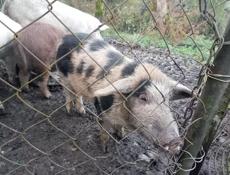 Продается поросенок девочка в посёлке Мархяул