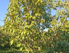 ПОКОС ТРАВЫ 