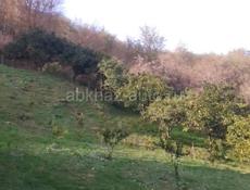 Дом с большим участком 