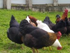 Продаю кур домашних, местных