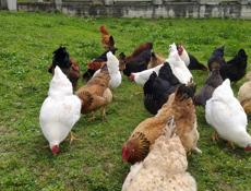 Продаю кур домашних, местных