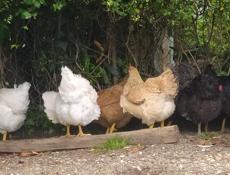 Продаю кур домашних, местных