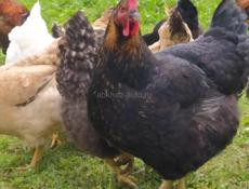 Продаю кур домашних, местных