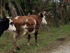 Продается корова с теленком 