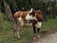 Продается корова с теленком 