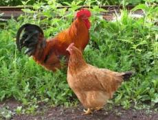 Продаю петухов оптом!