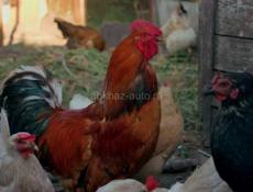 Продаю петухов оптом!