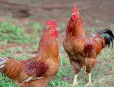 Продаю петухов оптом!