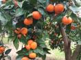 Продаются мандарины 