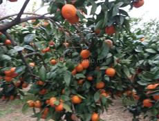 Продаются мандарины 