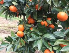 Продаются мандарины 