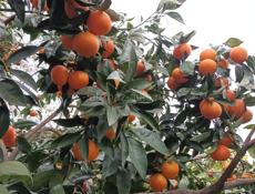 Продаются мандарины 