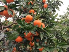 Продаются мандарины 